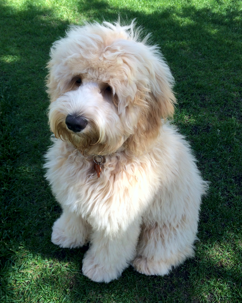 Cream Labradoodle Alberta