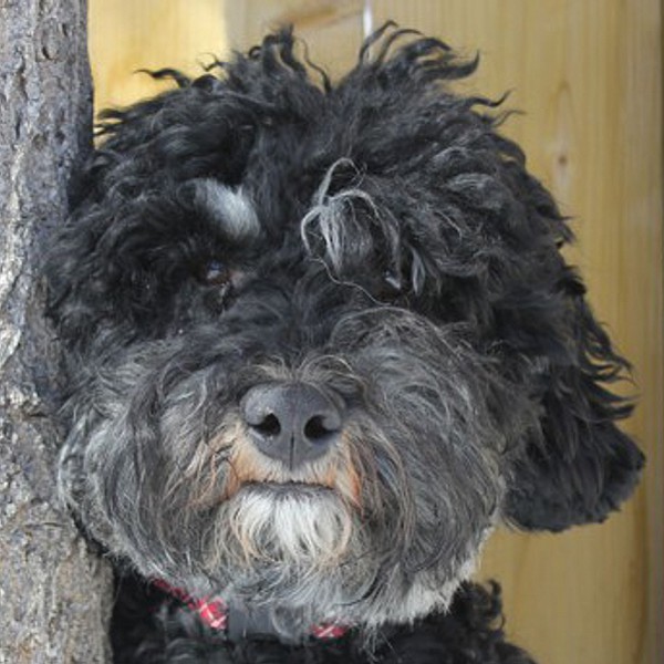 Rocky: Australian Labradoodle Alberta