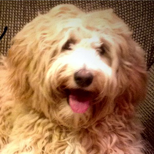 Swanky: Australian Labradoodle Alberta