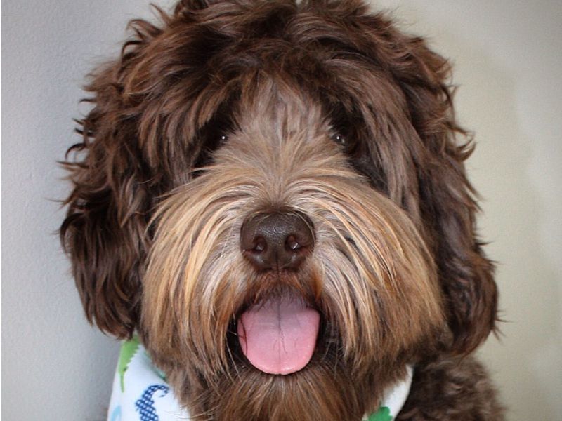 Breeder Alberta Puppy Heaven Labradoodles