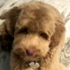 Halle Labradoodle Alberta Review