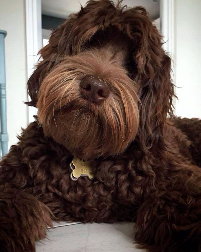 The Australian Labradoodle