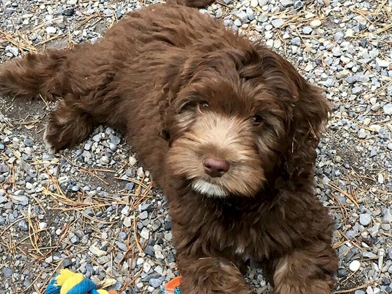 Labradoodle Breeder